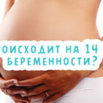Что происходит на 14 неделе беременности?